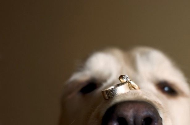 Formas de incluir a tu mascota en la boda