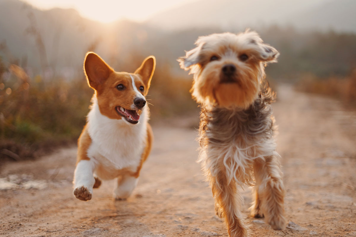 Portada perritos detectando coronavirus