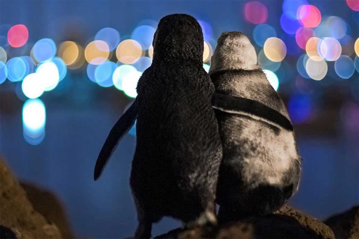 La foto de dos pingüinos que se abrazan enternece al mundo La foto de dos pingüinos que se abrazan enternece al mundo