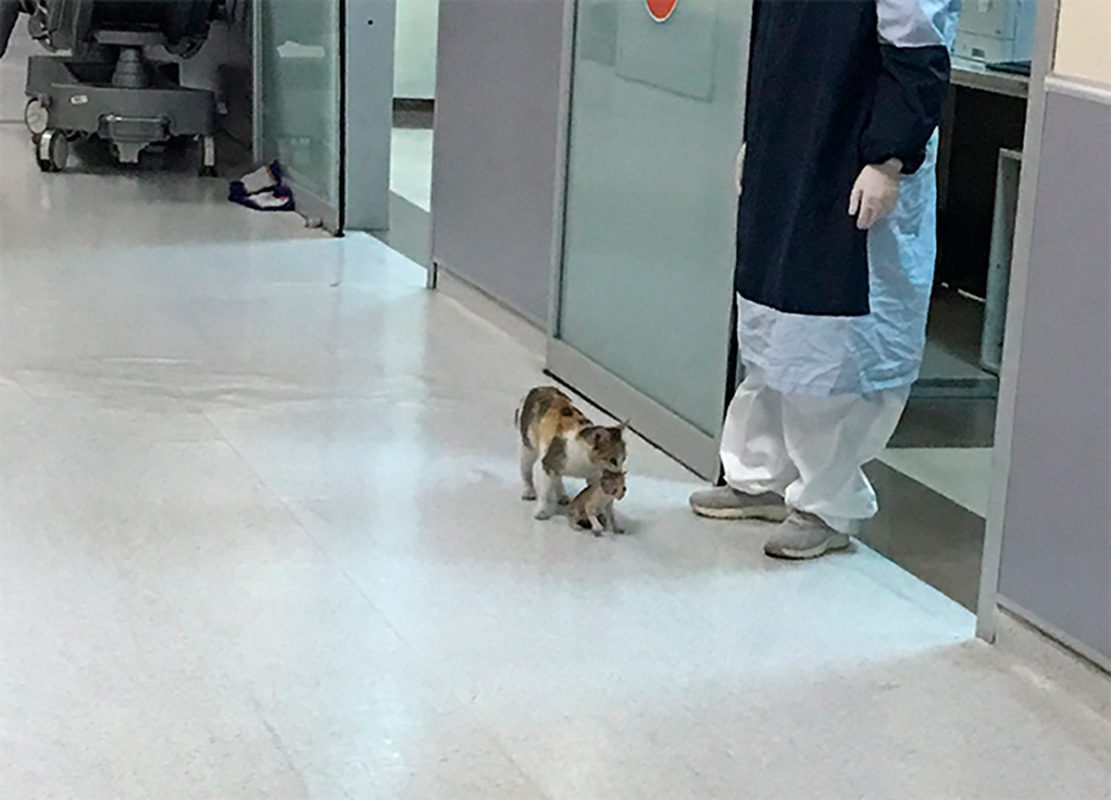 Gatita lleva a su bebé enfermo al hospital y espera a ser atendida Gatita lleva a su bebé enfermo al hospital y espera a ser atendida