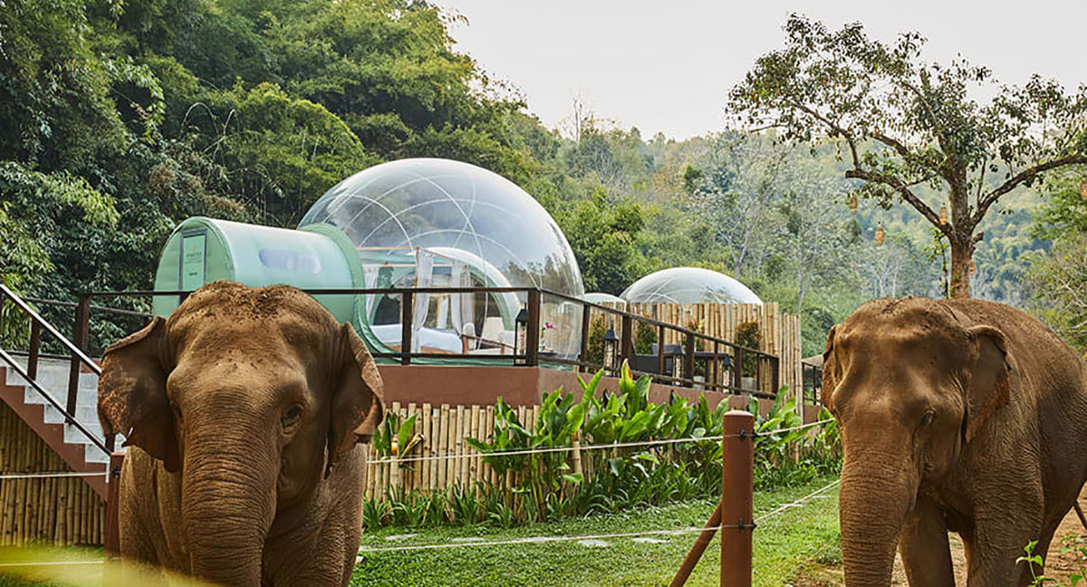 Burbujas en la jungla de Tailandia para dormir junto a elefantes
