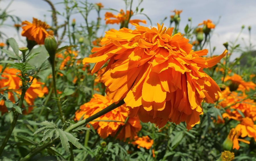 Descubre los mejores beneficios del cempasúchil para esta temporada