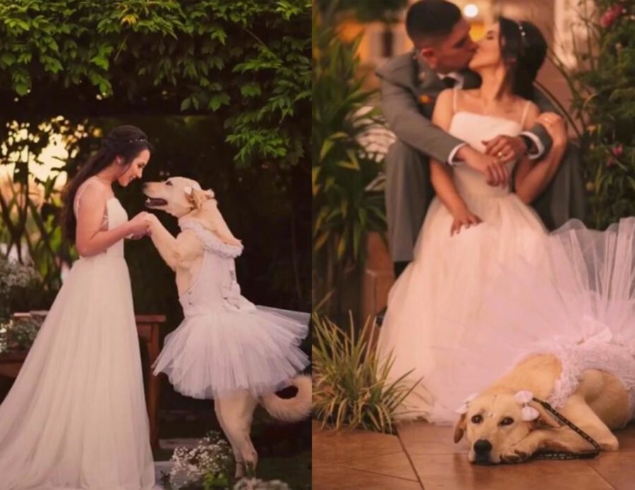 Novia eligió como dama de honor a su perrita