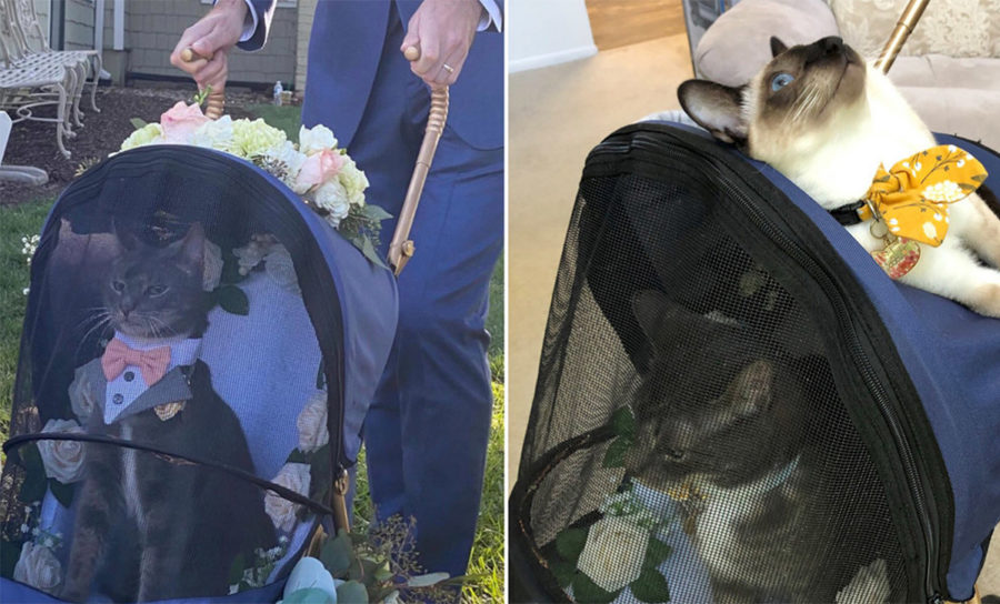 El gato Moose resultó ser el padrino más tierno de todos