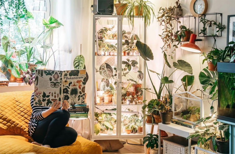 Decoración con plantas, ideas para adornar tu casa