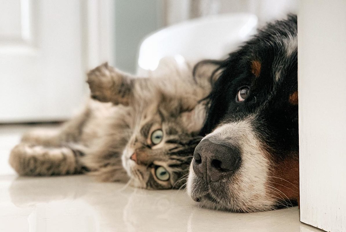 Consejos para que tu perrito y gatito sean los mejores amigos Consejos para que tu perrito y gatito sean los mejores amigos