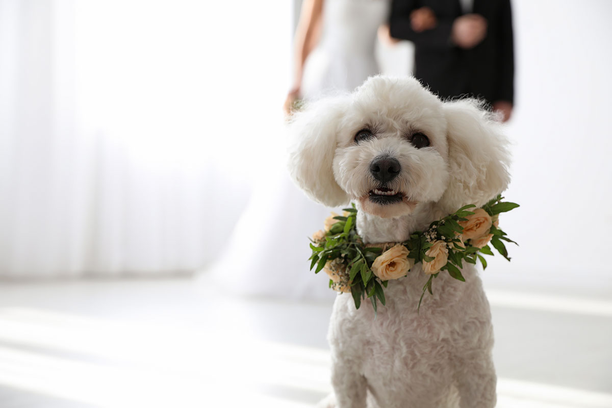 5 ideas de ropa de perro para boda 5 ideas de ropa de perro para boda