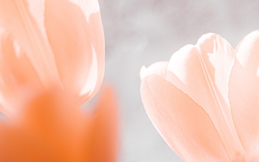 Peach Fuzz, el color del 2024 por Pantone