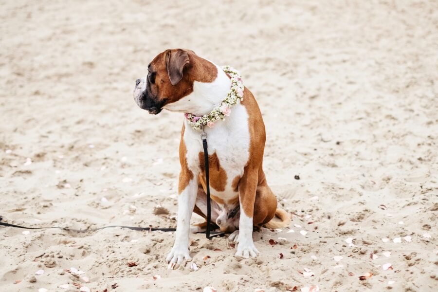 ¿Cómo tener una boda pet friendly?