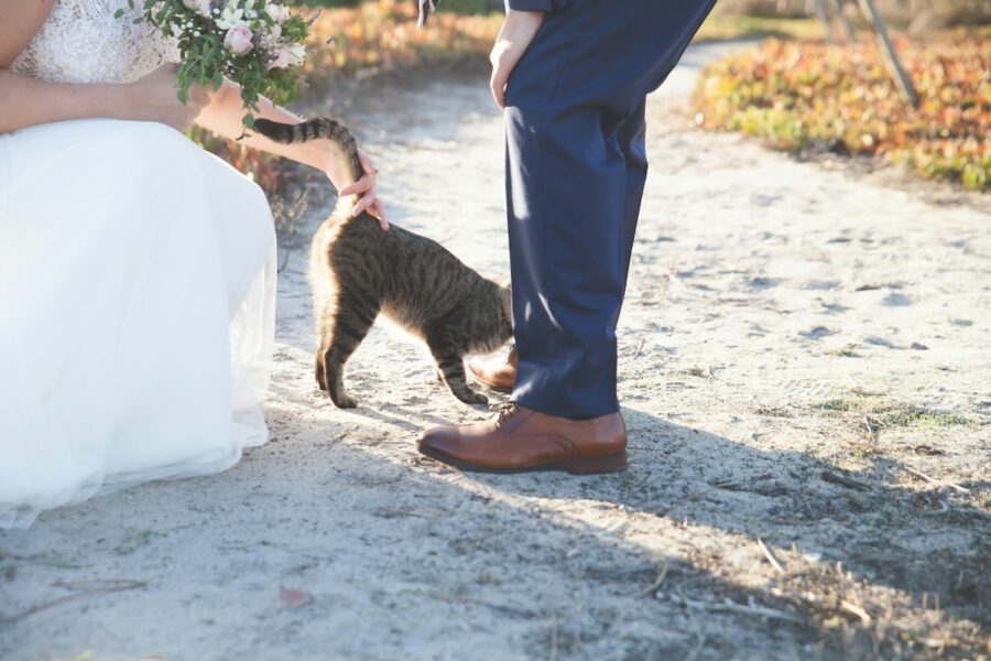 ¿Adoptarías a una mascota en una boda? Conoce la nueva tendencia