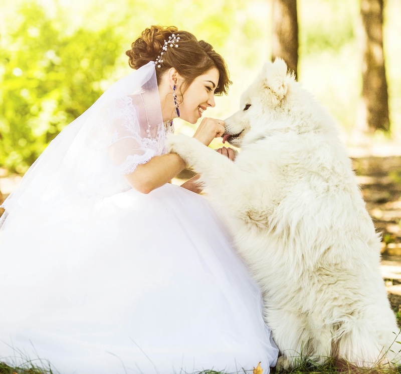 tips para que tu boda pet friendly sea todo un exito