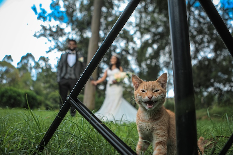 tips para que tu boda pet friendly sea todo un exito