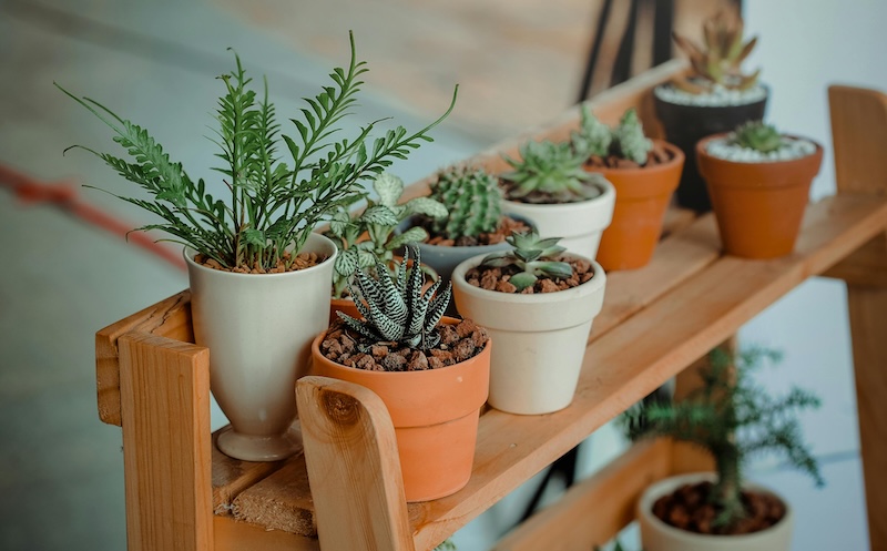 Cuidar las plantas