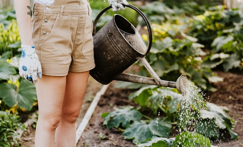 como cuidar mis plantas de la lluvia