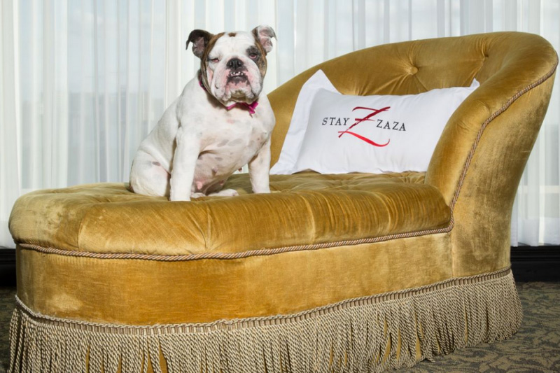 houston hotel zaza